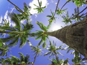 looking up at palm trees in Belize - Belize real estate trends purchase itzana luxury real estate Belize real estate attorney best Belize real estate lawyer buy belize real estate belize real estate law firm invest in belize real Estate