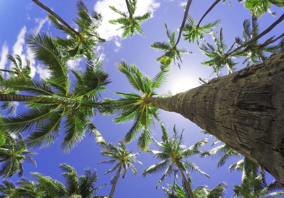 looking up at palm trees in Belize - Belize real estate trends purchase itzana luxury real estate Belize real estate attorney best Belize real estate lawyer buy belize real estate belize real estate law firm invest in belize real Estate