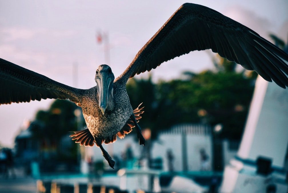 The Flight of Belize International Business Companies