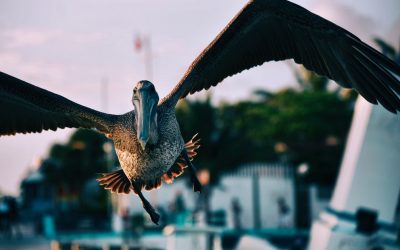 The Flight of Belize International Business Companies