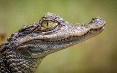 Some Belize Real Estate Agents Can Be Scary