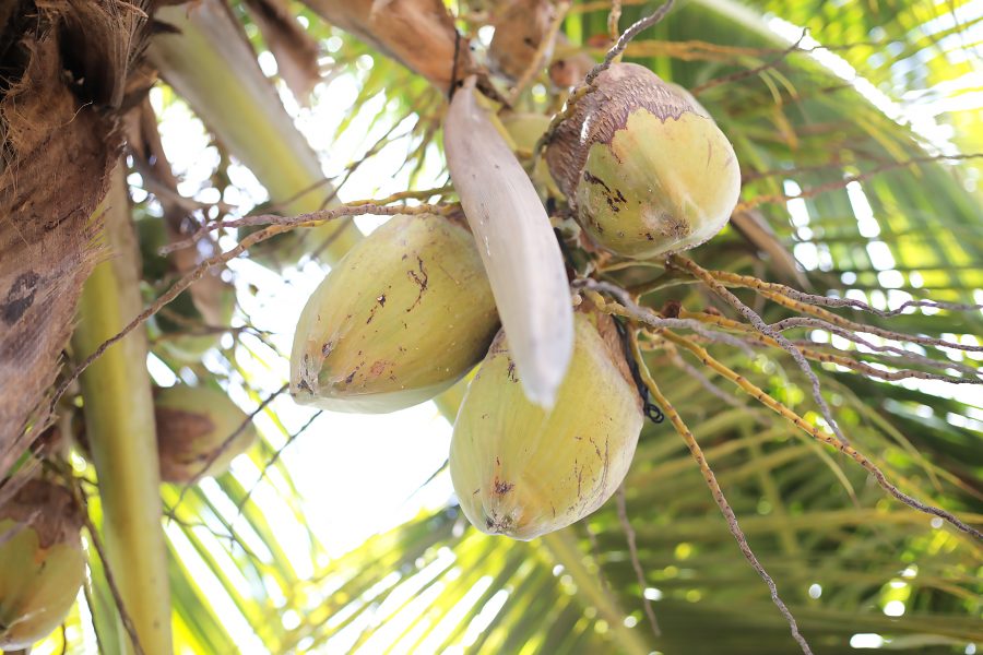 Image from lawbelize.bz