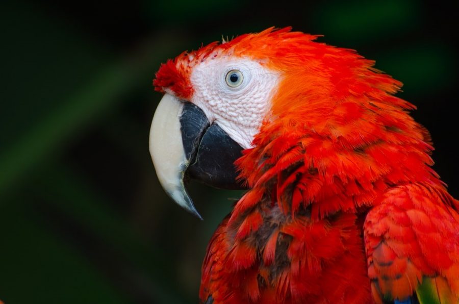 Image from lawbelize.bz