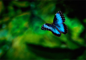 blue morpho butterfly - retire belize attorney luxury real estate belize lawyer