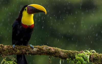 Chat with an Expat: How to get a toucan to visit your home with Macarena Rose from Florida